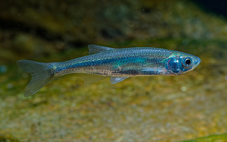 Bouvière (Leucaspius delineatus)