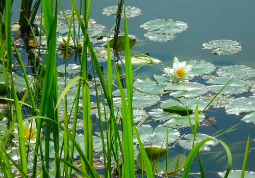 Quand disposer mes plantes dans le bassin?