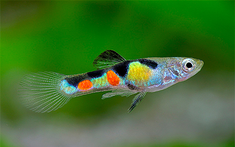 Guppy Endler (Poecilia wingei)