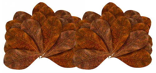 Feuilles de Catappa