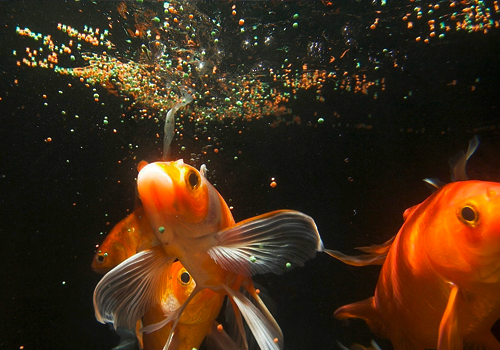 Quelle quantité de nourriture donner à un poisson rouge?