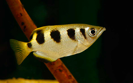 Poisson Archer (Toxotes jaculatrix)