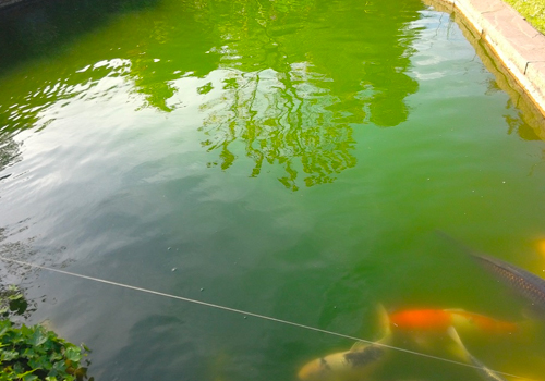 Lutter contre les algues vertes et filamenteuses du bassin