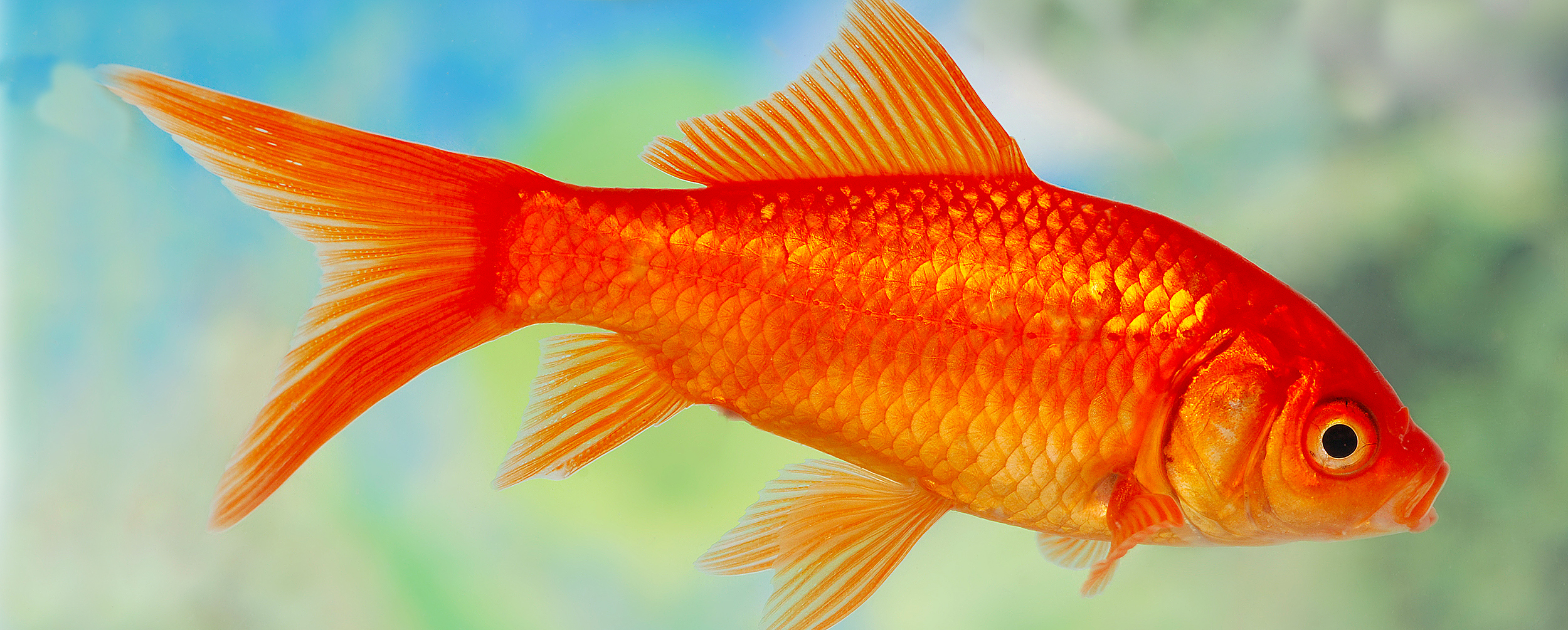 Le poisson rouge (Carassius auratus)