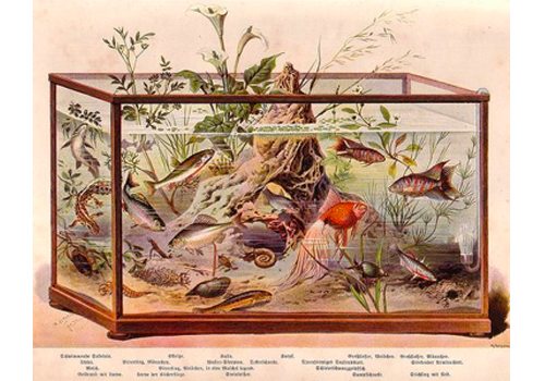 L'histoire de l'aquariophilie