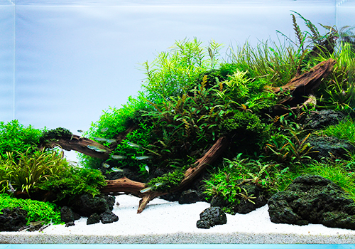 Substrat de sol pour aquarium que choisir? 