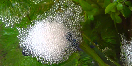 Nid de bulles de combattants à la surface