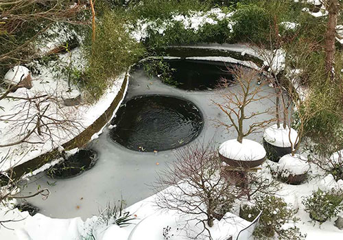 En bassin, dois-je nourrir mes poissons de la même manière en hiver qu'en été ?