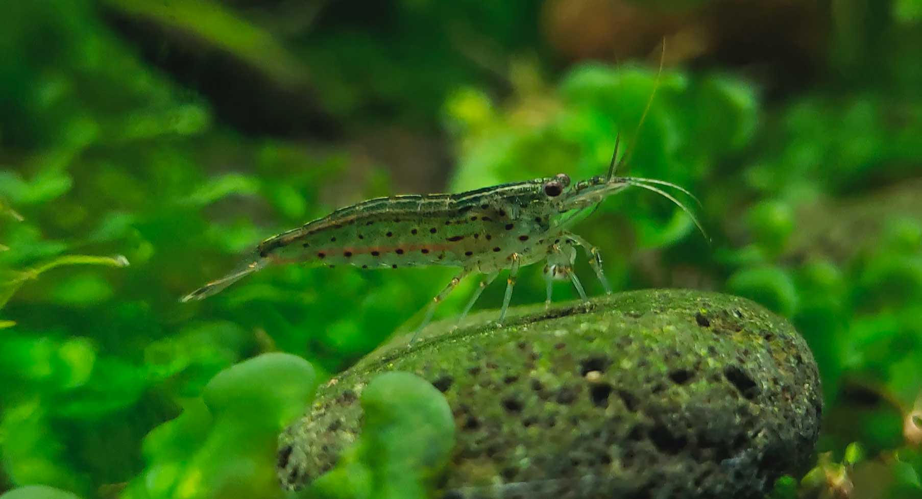 Comment ne pas avoir d'algues dans son aquarium ?