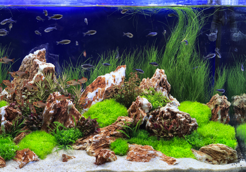Les plantes participent à l'équilibre de votre aquarium