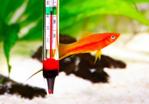 Comment s'assurer que le chauffage de mon aquarium fonctionne ?