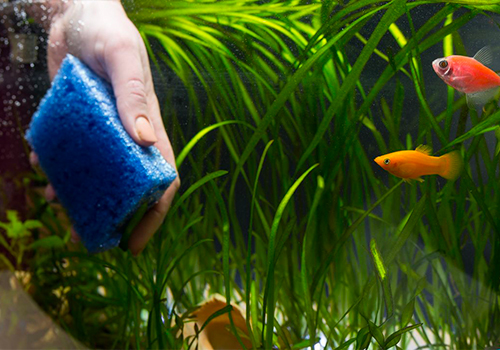 Cet ensemble comprend un choix varié de 6 plantes pour aquarium