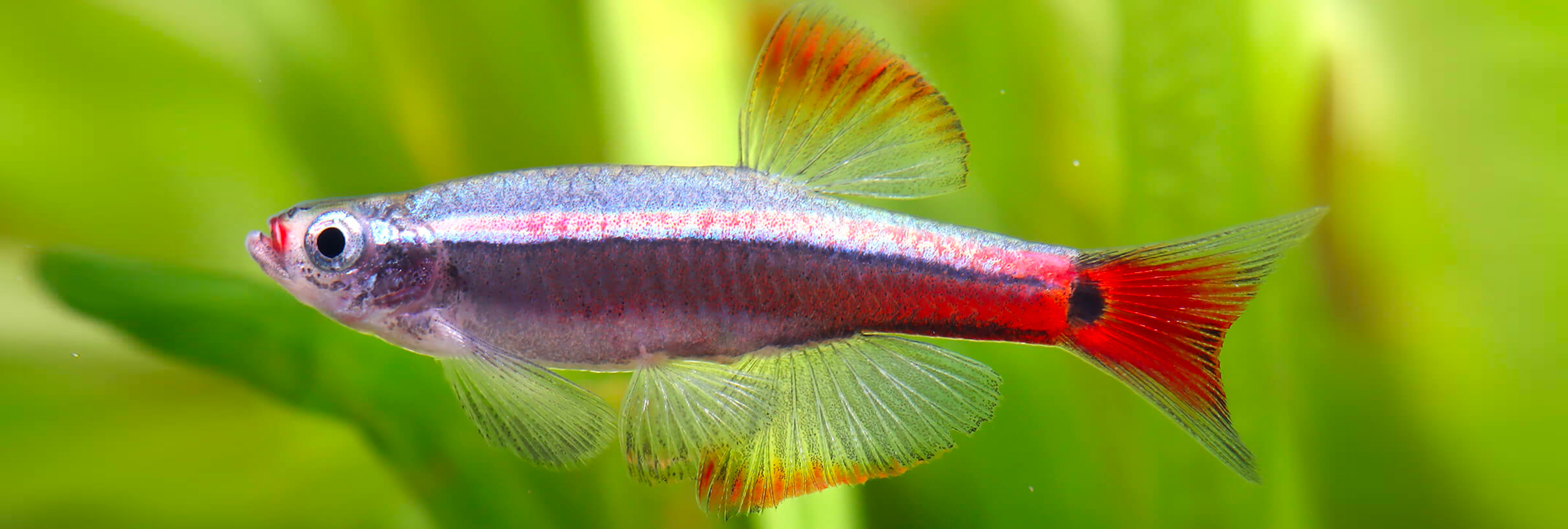 La tanche-taïwan (Tanichthys albonubes)