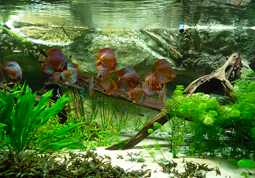Ensemble De Nettoyage D'aquarium, Brosse à Tube Brosse à Poisson Kit De  Nettoyage D'aquarium Pour Le Verre De Plante De Poisson Pour Les Aquariums  En Verre Et La Cuisine 