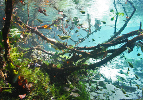 Qu'est-ce qu'un aquarium Biotope?