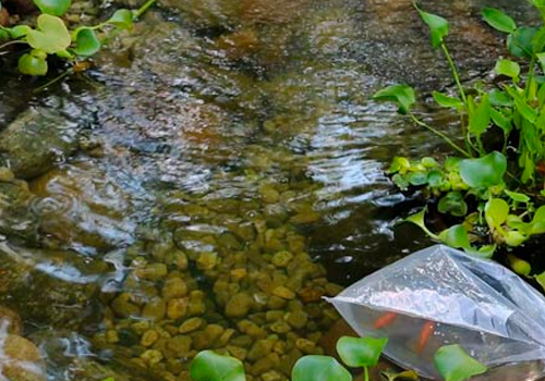 Quand mettre les poissons dans mon bassin?