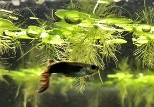 Pourquoi mettre des plantes flottantes dans un aquarium ?