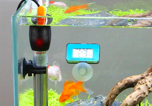Comment monter son aquarium d'eau douce facilement