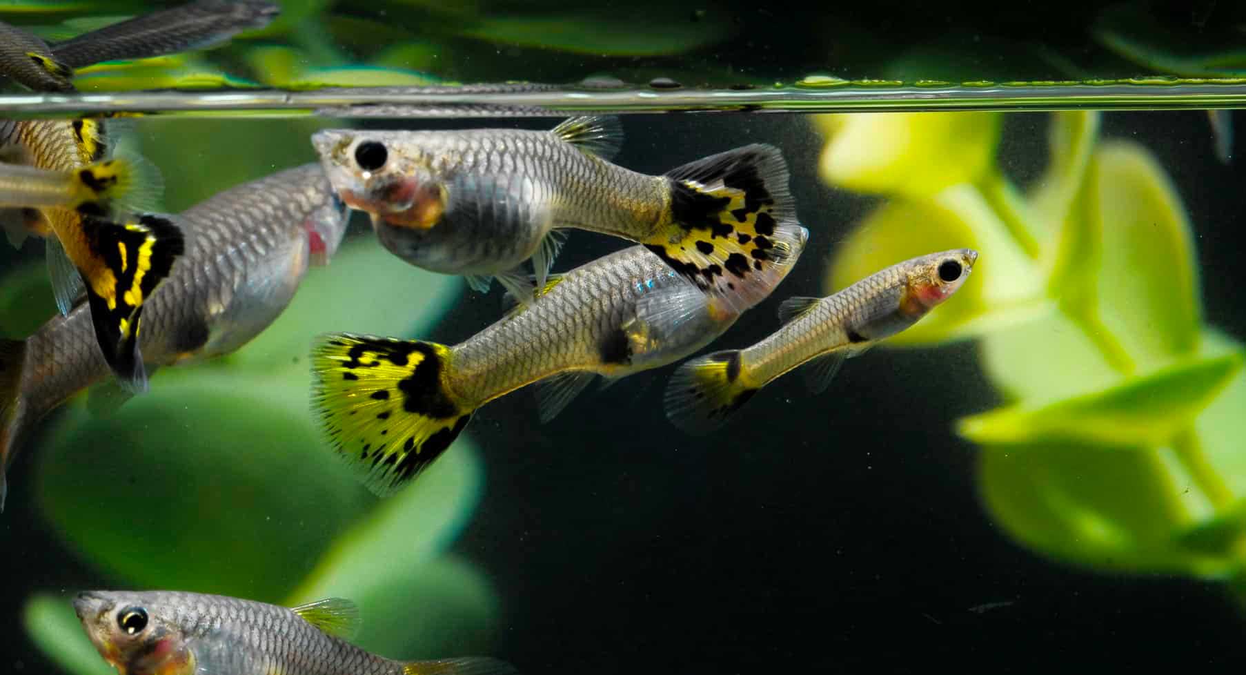 Quelle température d'eau pour les guppys?