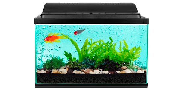 Cuve d'aquarium en eau avec une couche de substrat nutritif, du sable, des plantes et des poissons