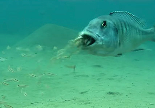 Certaines espèces de poissons incubent leurs œufs dans la bouche