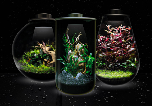 Pourquoi choisir un terrarium BioArt pour votre intérieur ?