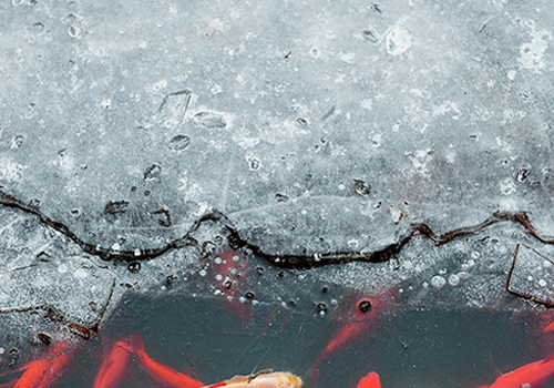 Bassin - Erreur à éviter - Casser la glace de surface en hiver