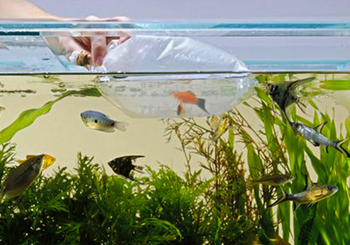 Epuisette à poisson 15 cm pour aquarium - OASE —