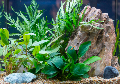 5 étapes pour installer son aquarium - Blog