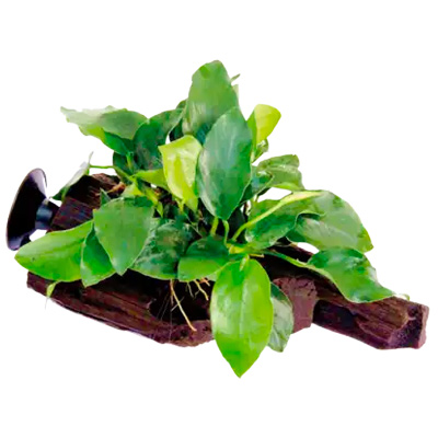 Plantes pour aquarium