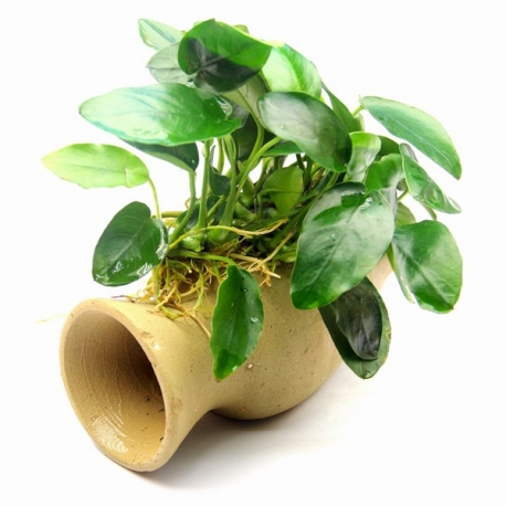  PROMOTION PLANTES AQUATIQUES 