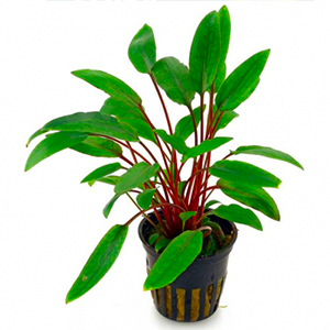  PLANTES AQUATIQUES 